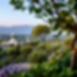 A panoramic view of the lush landscapes in Kathura Reserve