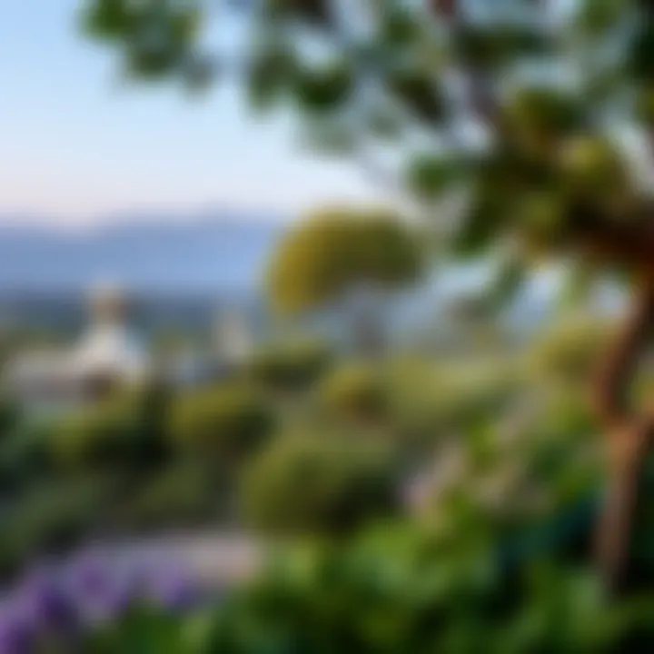 A panoramic view of the lush landscapes in Kathura Reserve