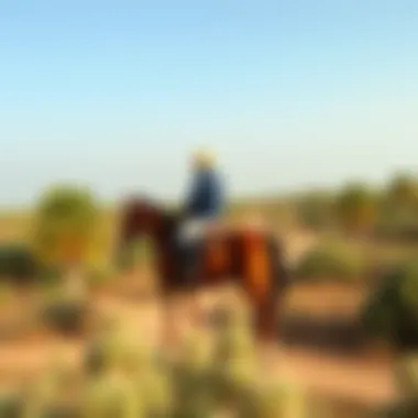 Scenic Trail Ride in Dubai Rider enjoying a scenic trail ride in Dubai's landscape